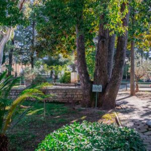 Prvi korak u izradi katastra zelenila: Izrađen registar stabala u užem gradskom jezgru Herceg Novog