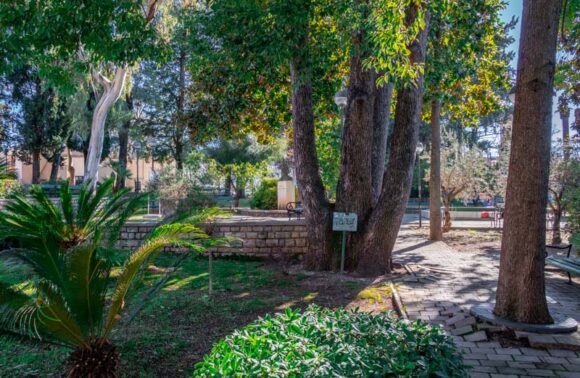 Prvi korak u izradi katastra zelenila: Izrađen registar stabala u užem gradskom jezgru Herceg Novog